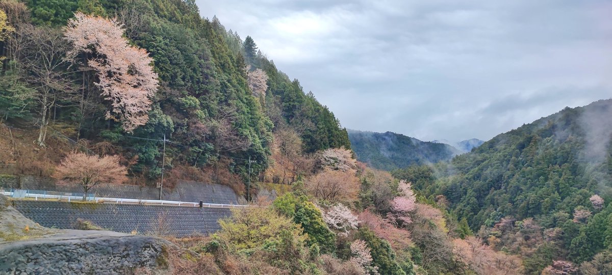 おはようございます☂️
名栗湖周辺のソメイヨシノも見頃となってきました🌸
また名栗湖北側の道路は法面工事のため平日通行止めとなっております
観光釣り場やカヌー工房に行かれる場合は南側から迂回となりますので、ご注意ください⚠️
#名栗 #ソメイヨシノ #桜 #名栗湖