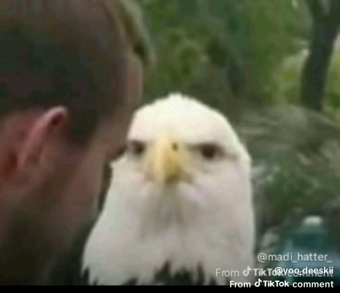 whole ass gorilla tweet media