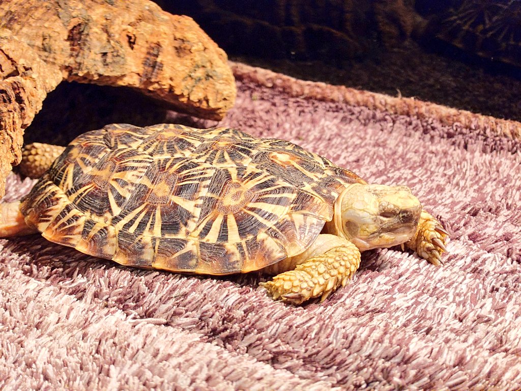 あこ@相模大野アートクラフト市4月26日（日） tweet media