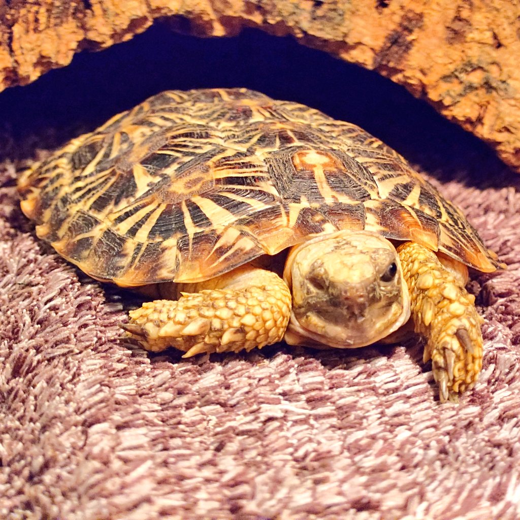 あこ@相模大野アートクラフト市4月26日（日） tweet media