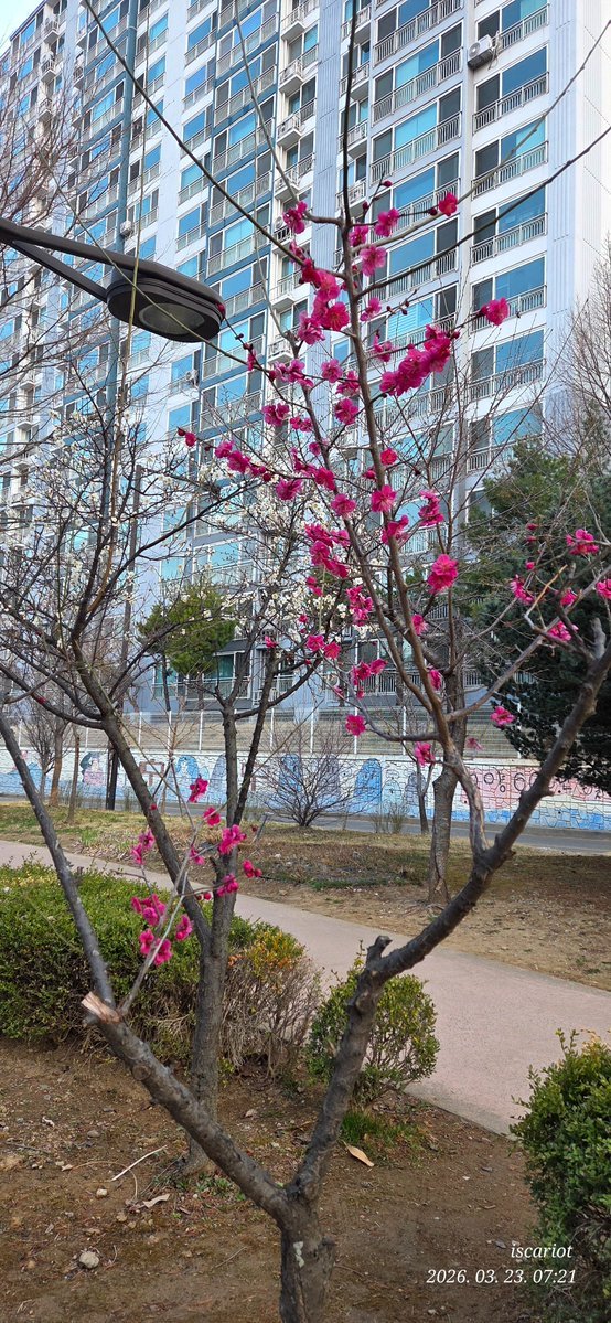 가룟유다의 유서 Will of Iscariot tweet media