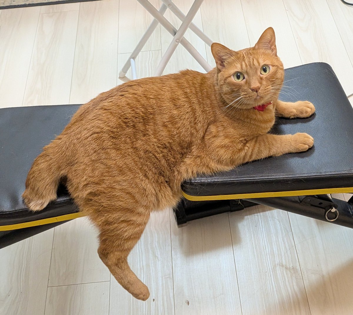 松丸 亮吾 🍥 tweet media