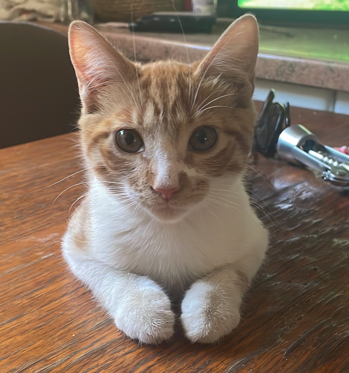 🇨🇱Manzanilla🌳 tweet media