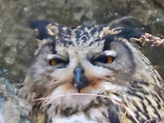 고방오리 オナガガモ 𓅰 tweet media