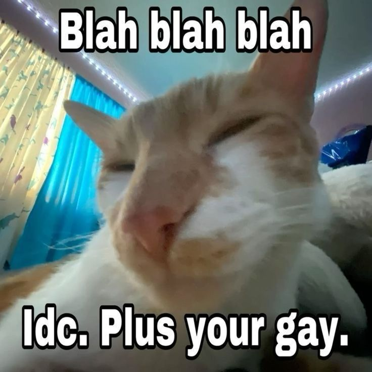 Cat Posted tweet media