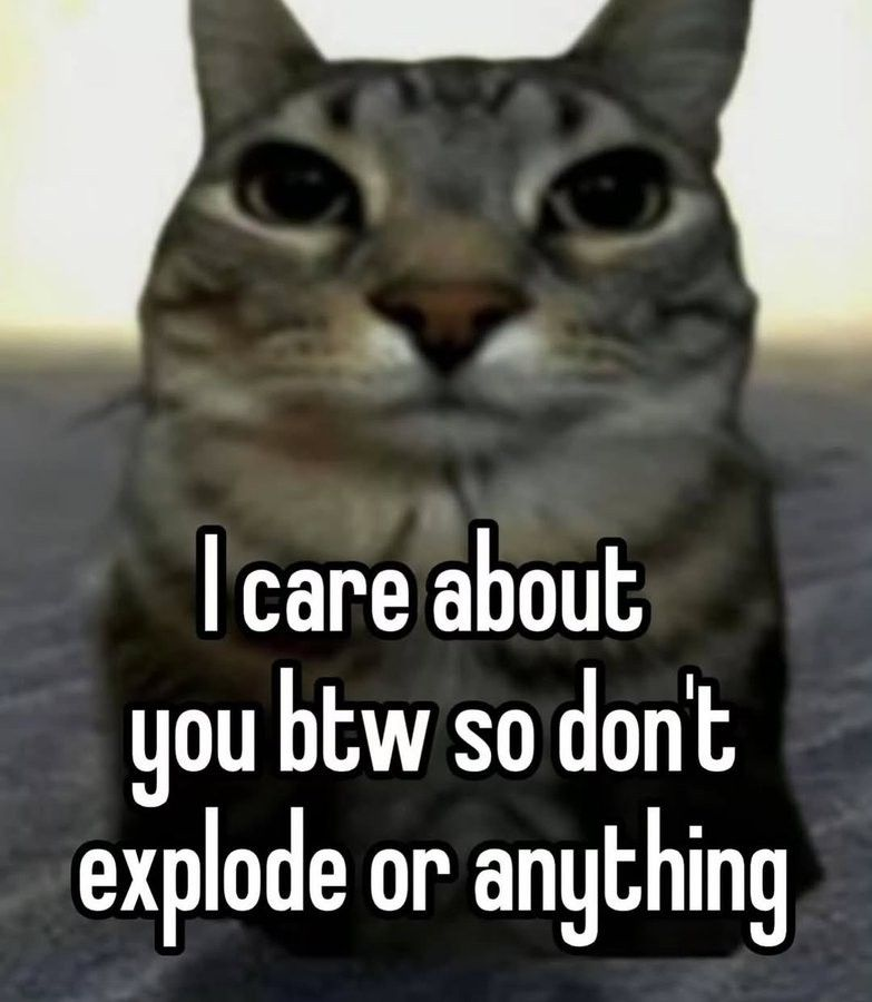 Cat Posted tweet media