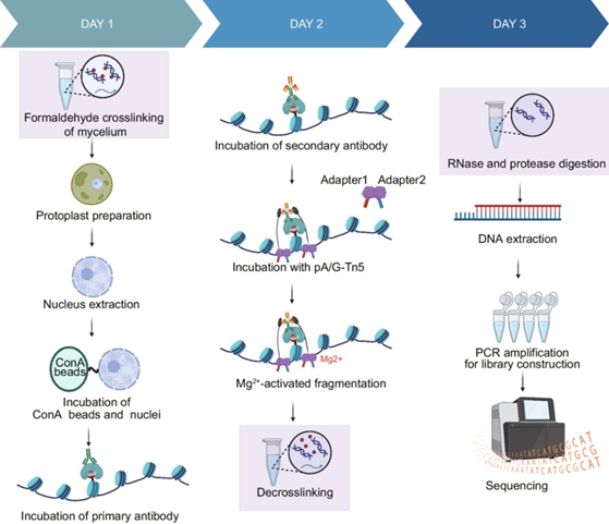 journal_mlife's tweet photo. New method for 🍄fungal systems by in #mLife!
fCUT&Tag-Seq enables high-resolution chromatin profiling in fungi with low input and high sensitivity, opening new possibilities to study histone modifications and gene regulation in diverse fungal systems.
🔗 https://t.co/VDDF7DBWri https://t.co/c7ql1ImxzR