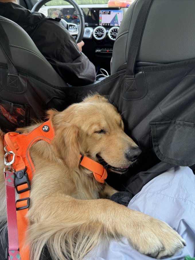 youngtazg129g's tweet image. "Home isn’t a place—it’s the soft purrs, wet nose boops, and messy paw prints that follow you everywhere.  #PetLove #HomeWithPets"