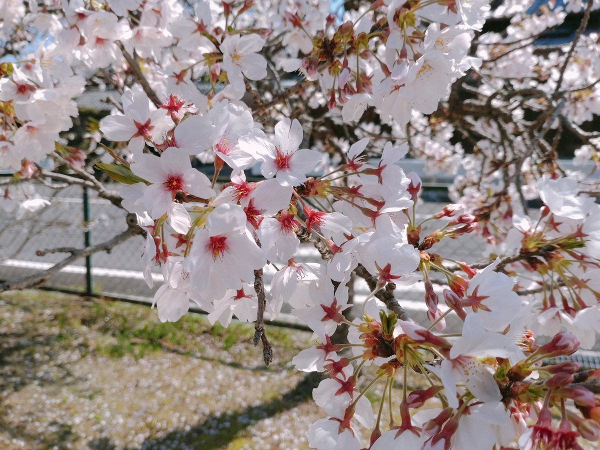 きゅう山きゅう子 tweet media