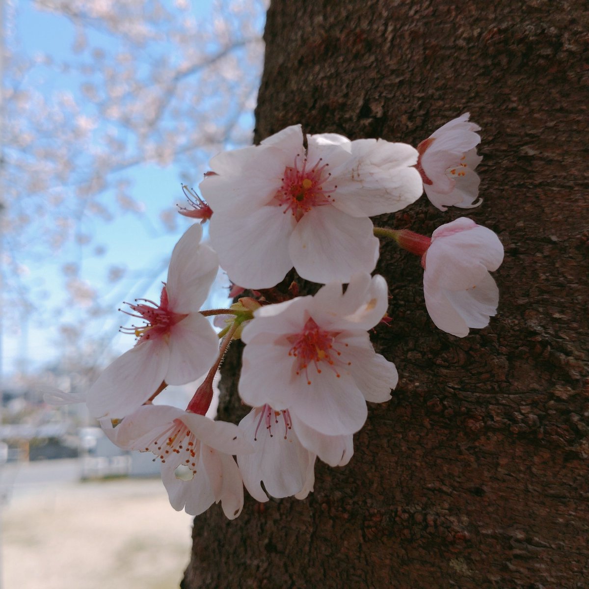 きゅう山きゅう子 tweet media