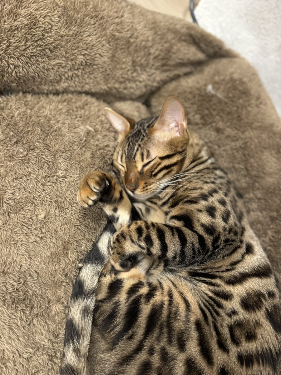 acolyte@エピックセブン🐈 tweet media