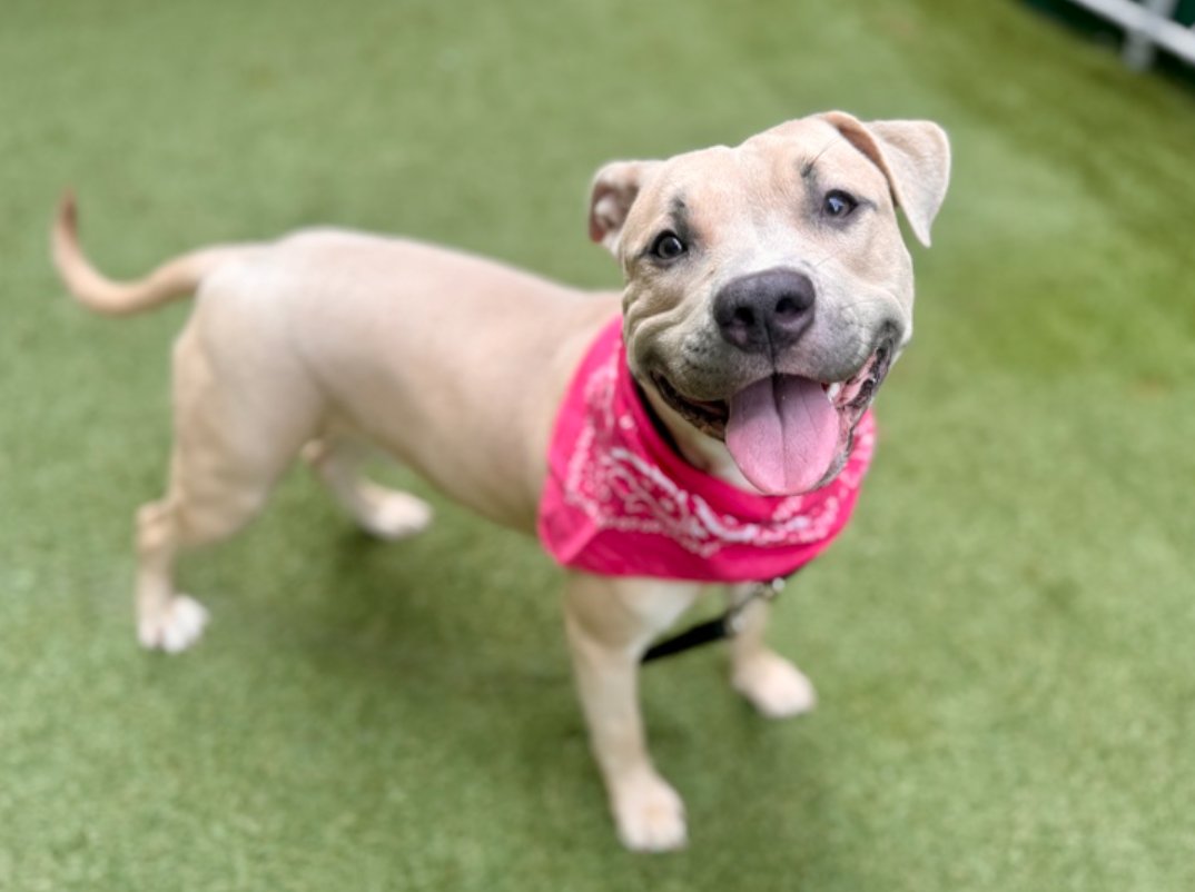 Not the Same tweet media