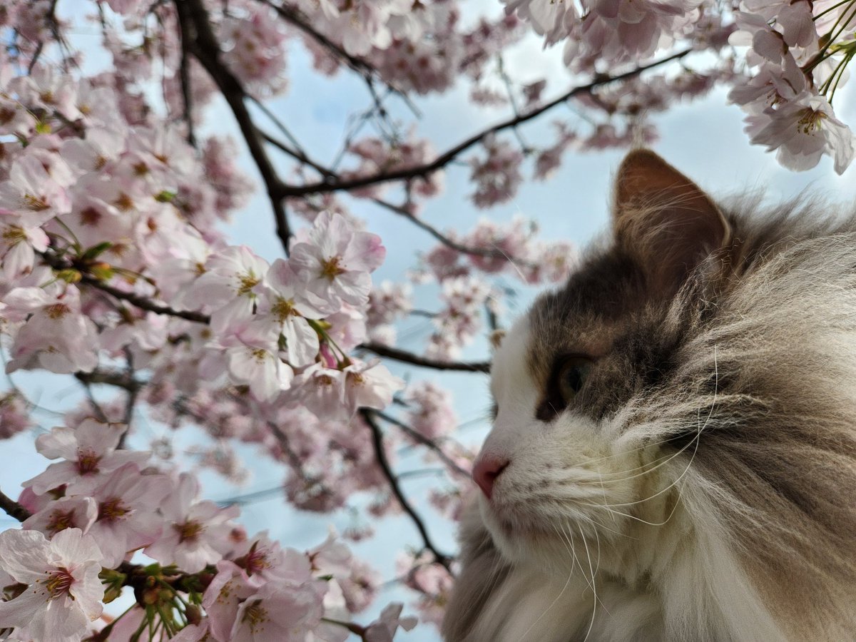 お花見🌸