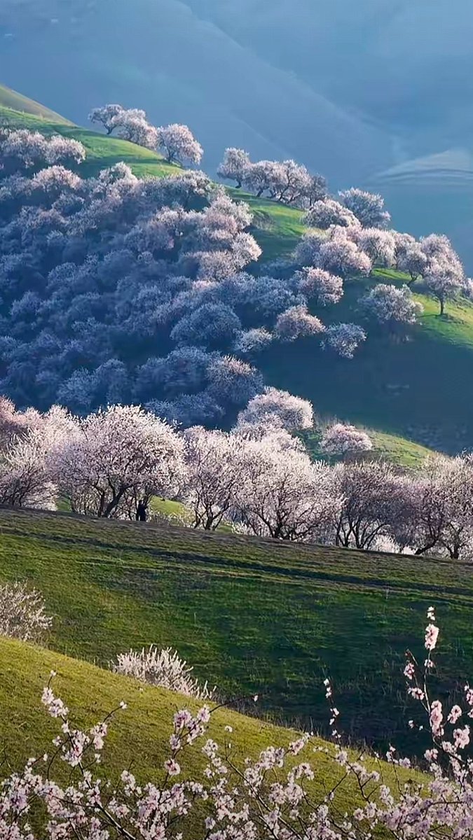 五星出东方（🇨🇳互fo互关） tweet media