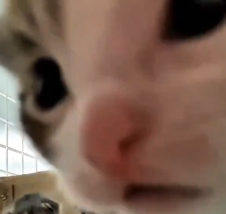 Spellcrafter Geltaran 👁️‍🗨️📜 tweet media