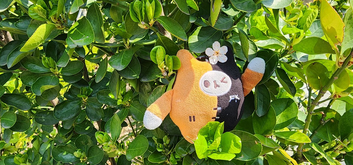 🍊🧡귤ส้ม🍊🧡 tweet media