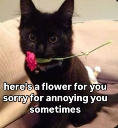 Cat Posted tweet media