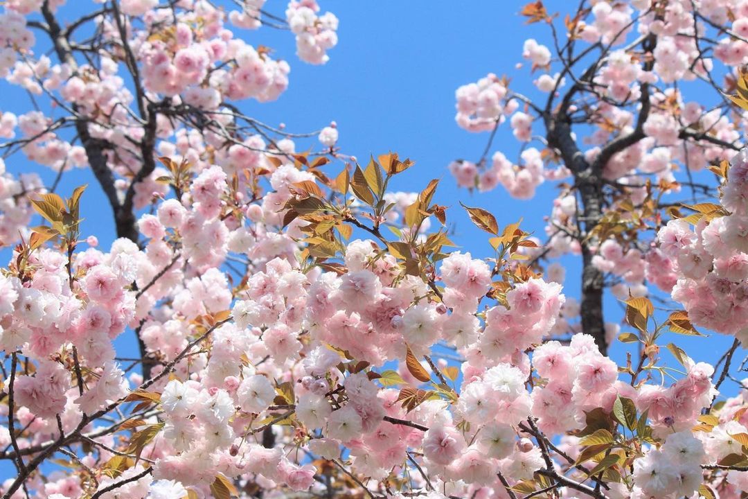 ファインエステート【玉川学園】 tweet media