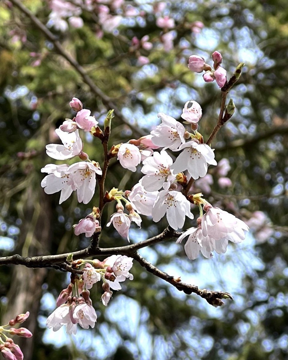ファインエステート【玉川学園】 tweet media