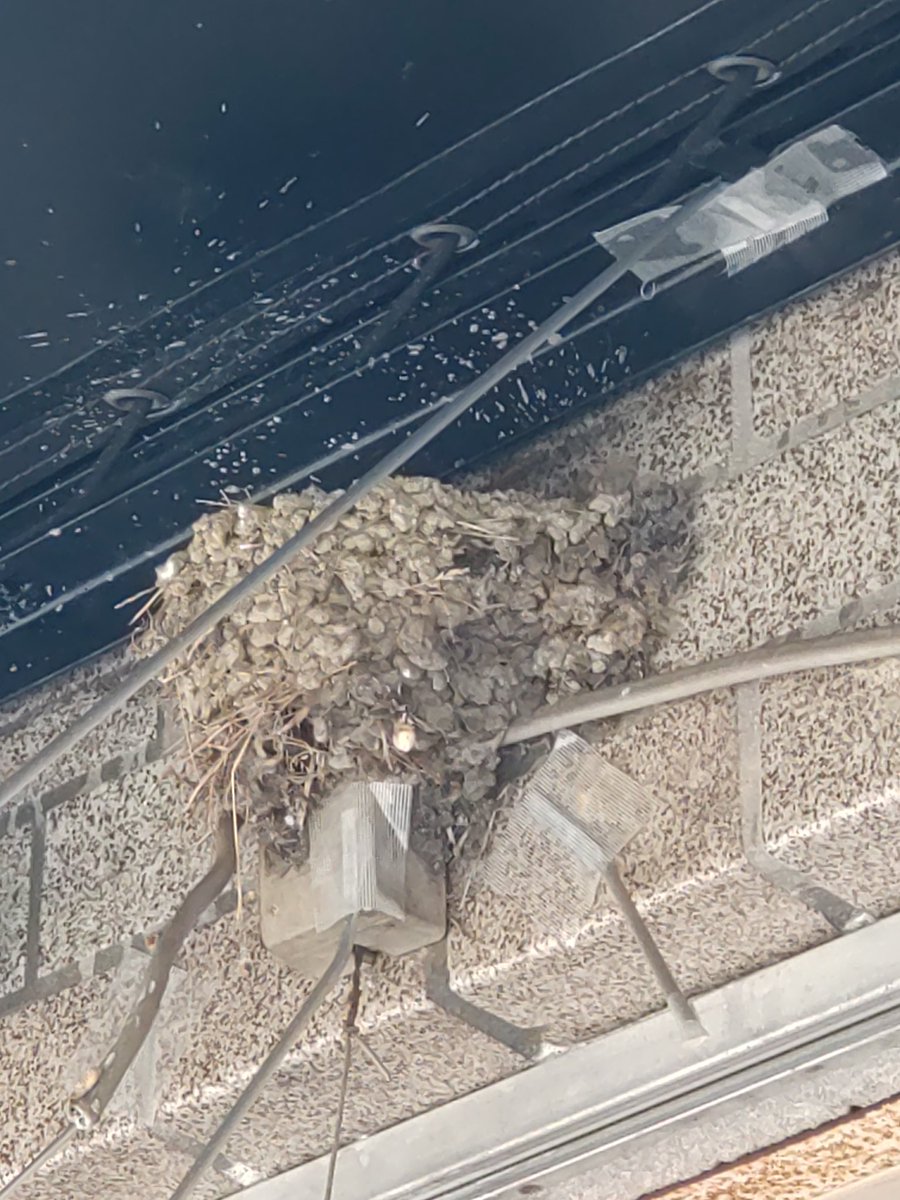 村上“アッシュ”篤史 tweet media