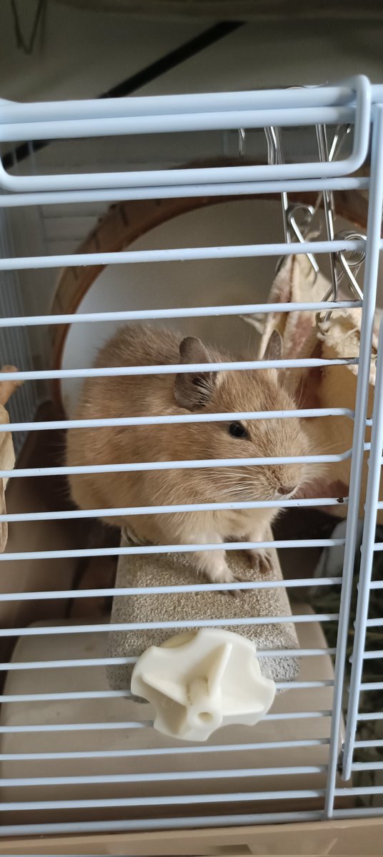 sooooup(スゥゥゥゥプ） tweet media