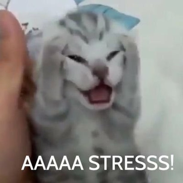 Punch Cat tweet media