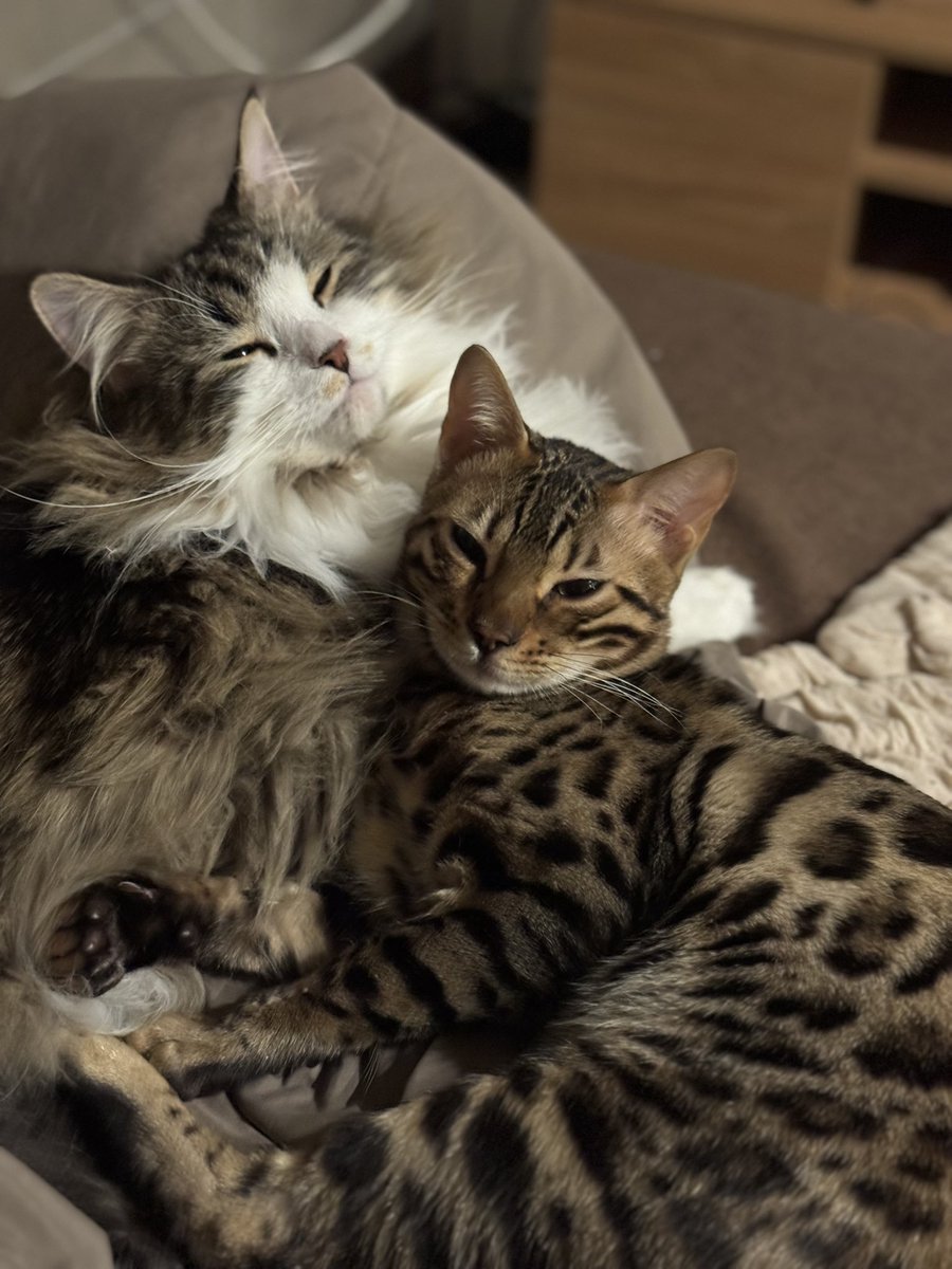 acolyte@エピックセブン🐈 tweet media