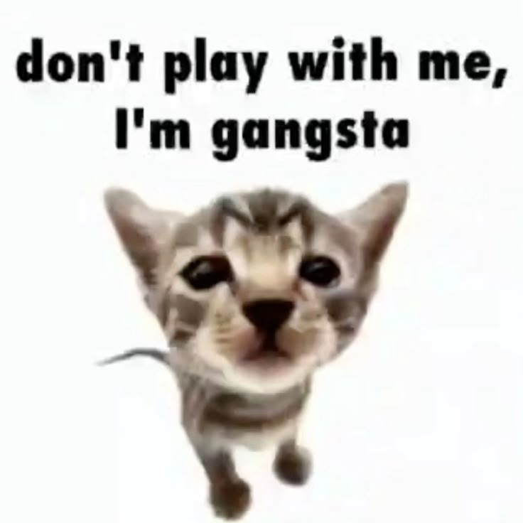 Cat Posted tweet media