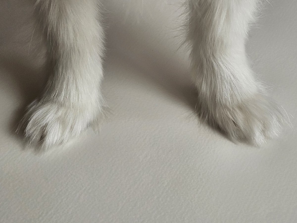 두르강튀아 tweet media