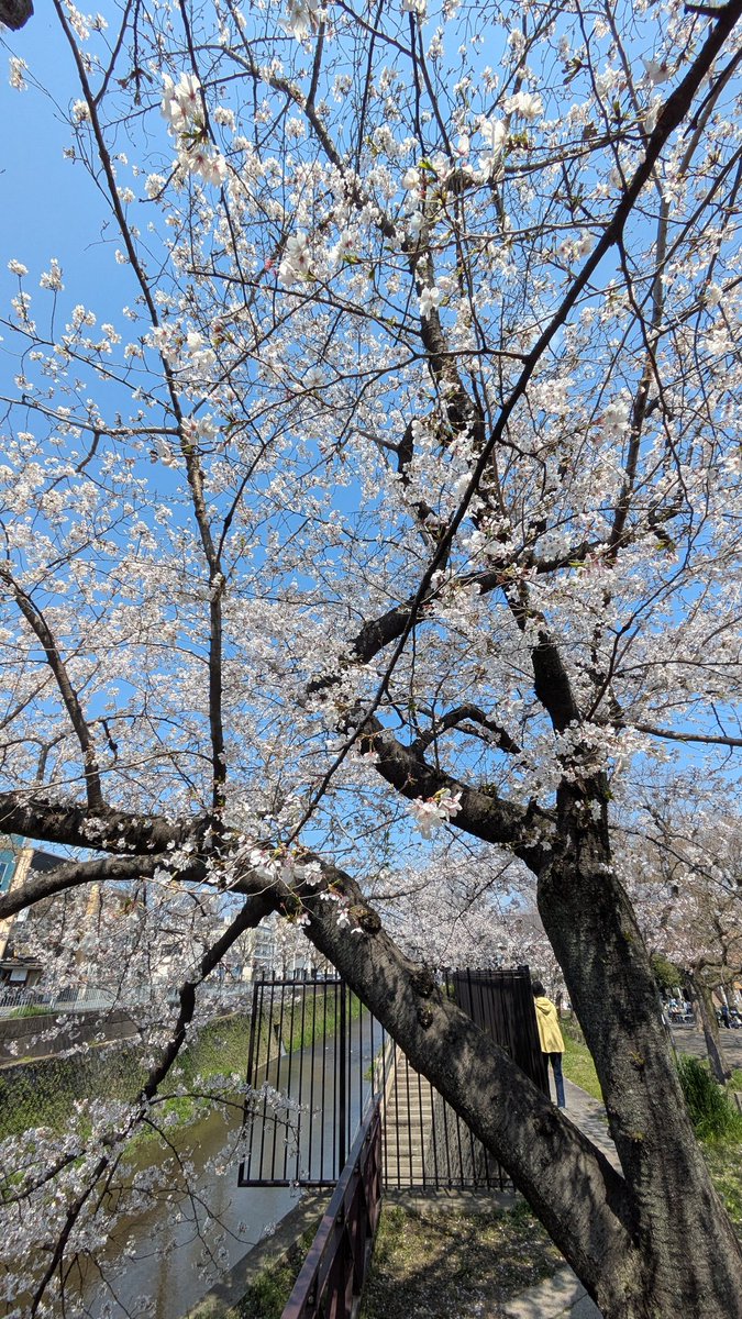 花街ぞめき、正脇良平 Ryohei Masawaki tweet media