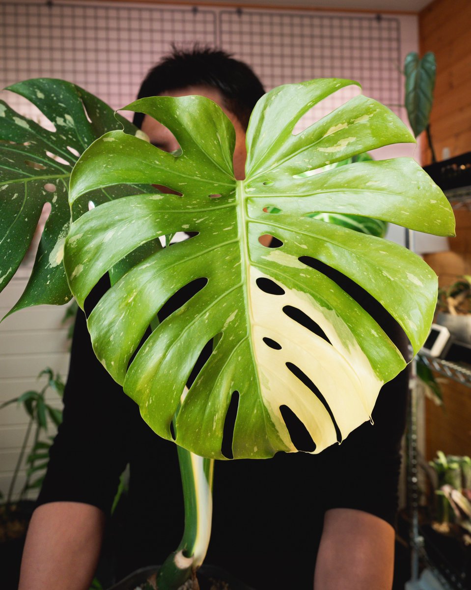 ボタジマ tweet media