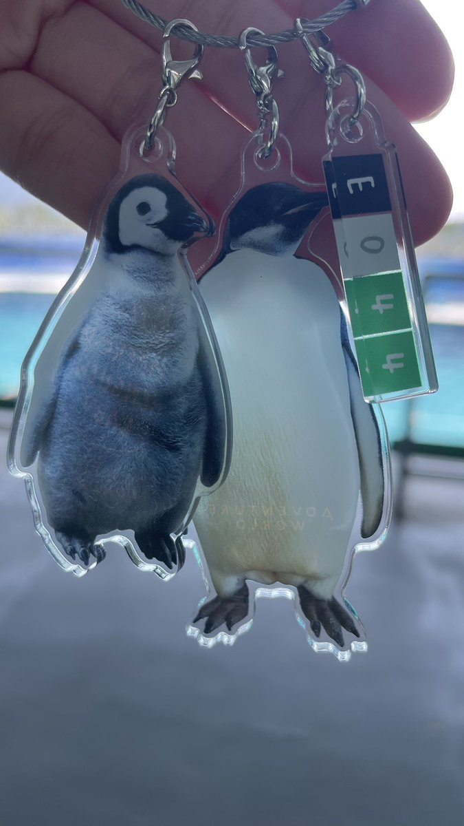 ハル🦤 tweet media