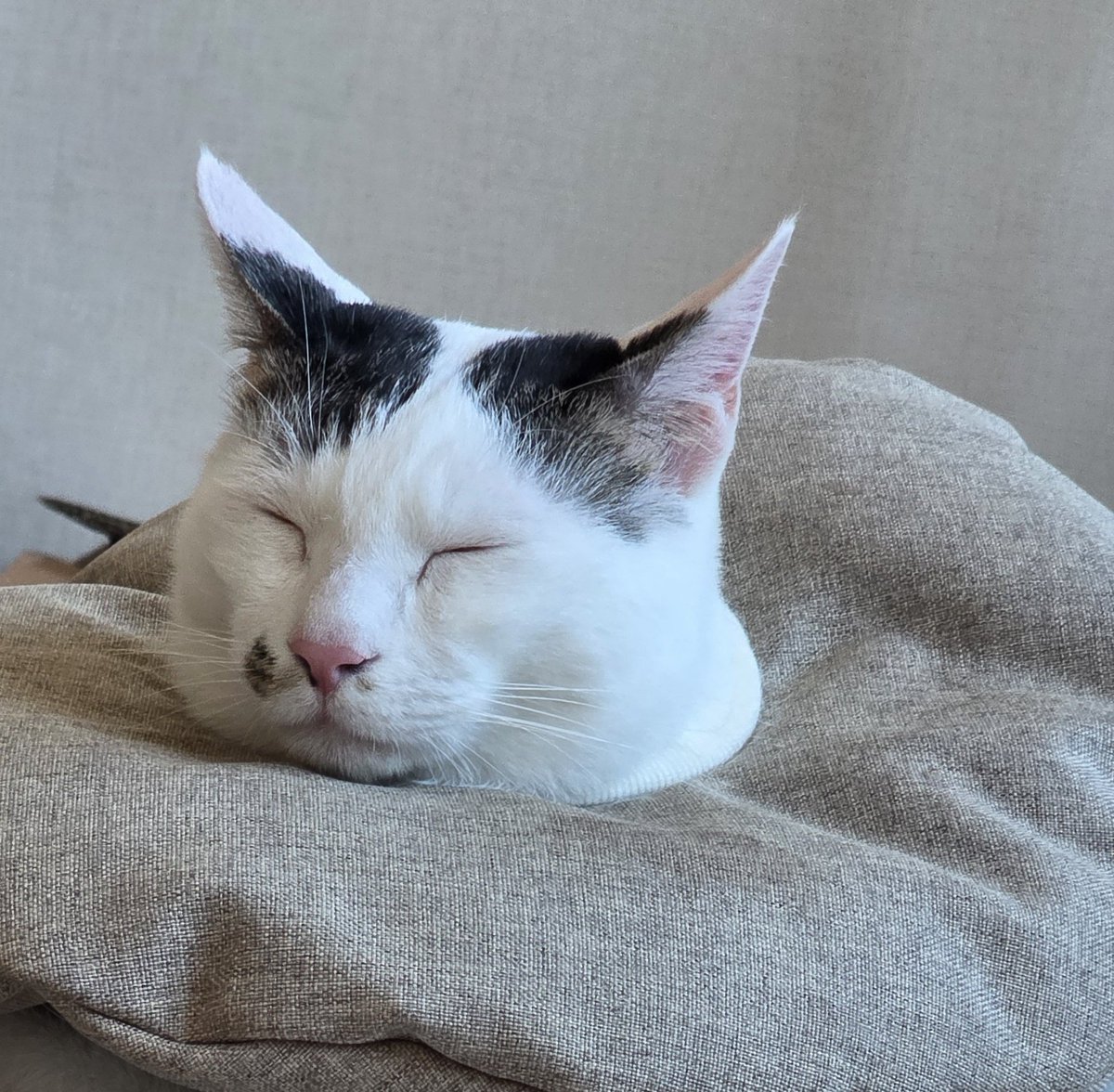 👾 집사쪼 tweet media