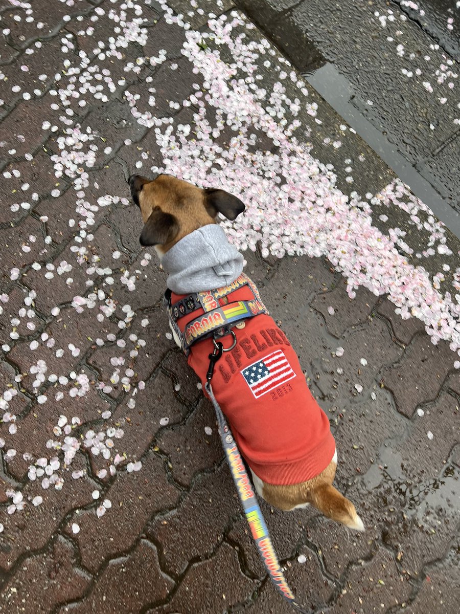 琉(ルイ)@松戸/千葉 tweet media