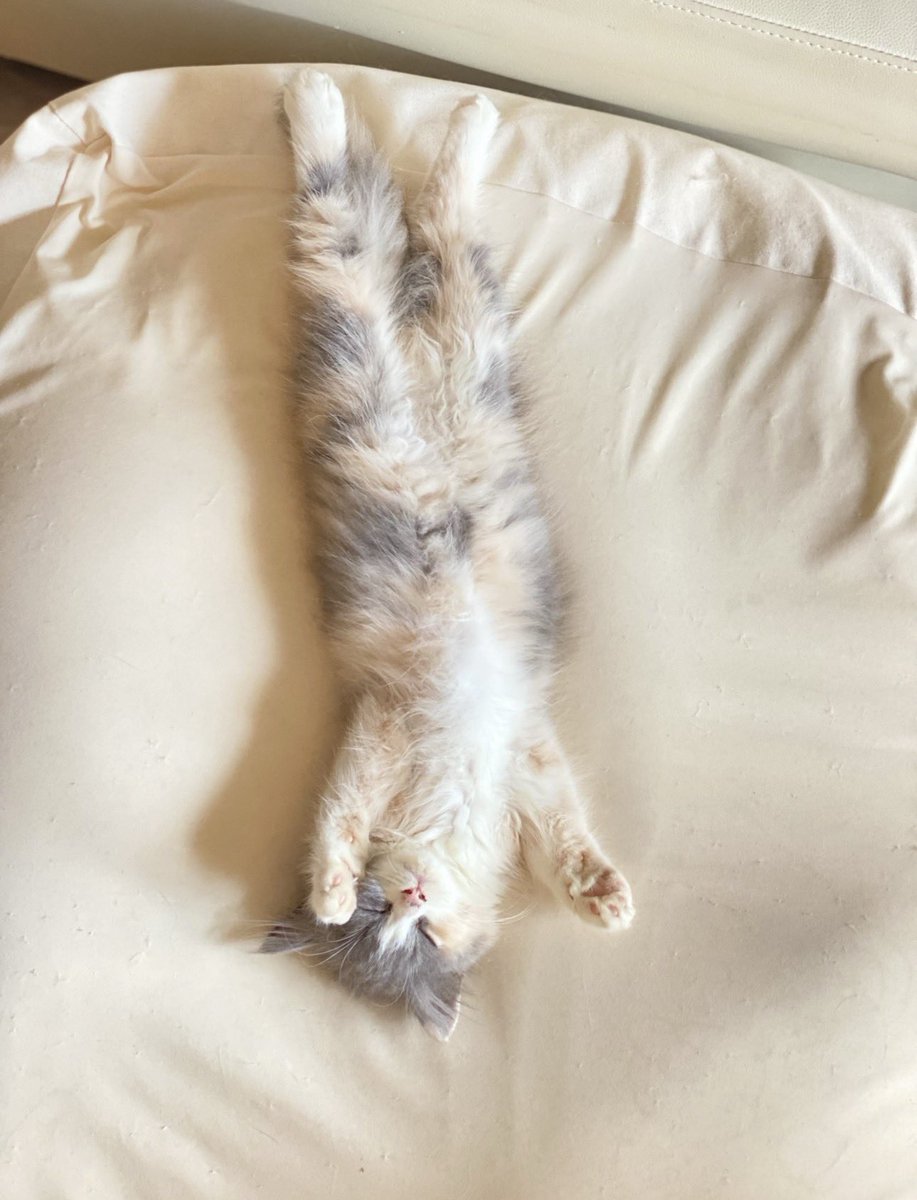 ももめろん🍈🍑 tweet media