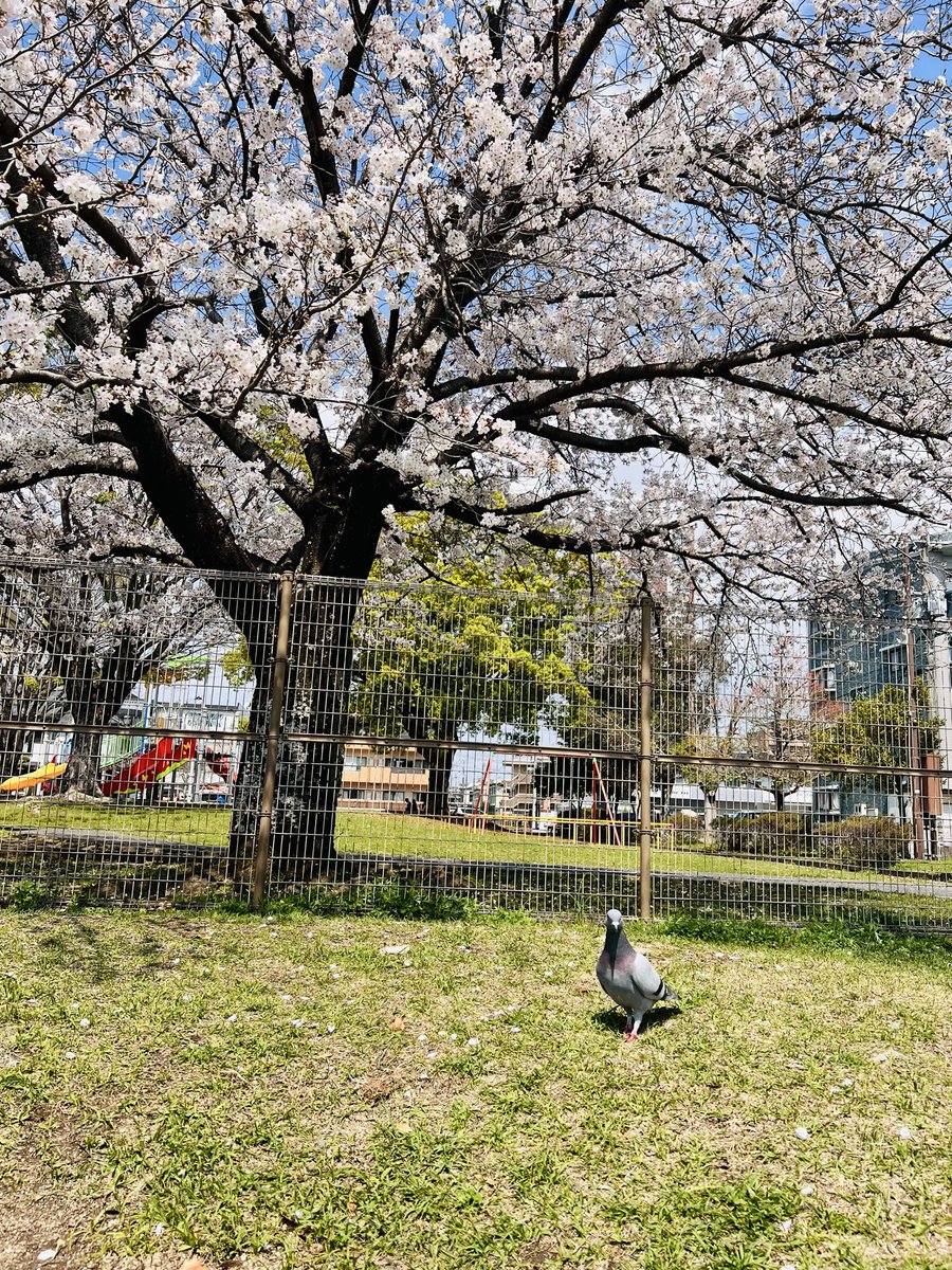 😈にゃんぬ👿 tweet media