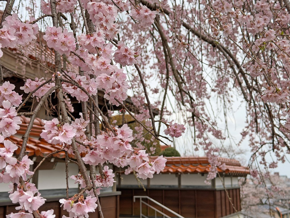 新倉こはるの倉吉桜探訪①
極楽寺の枝垂れ桜
美しくそしてすごい迫力！ 打ち上げ花火のしだれ柳のようなきらびやかな桜でした