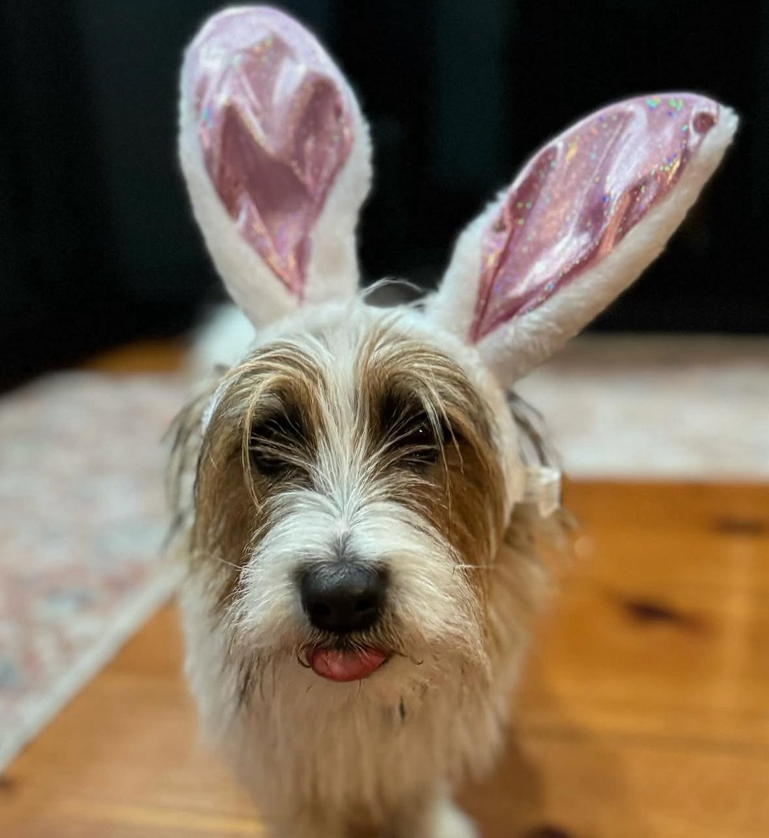 montanna tweet media