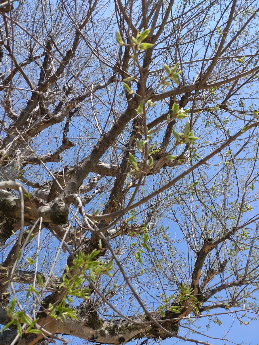 村上“アッシュ”篤史 tweet media