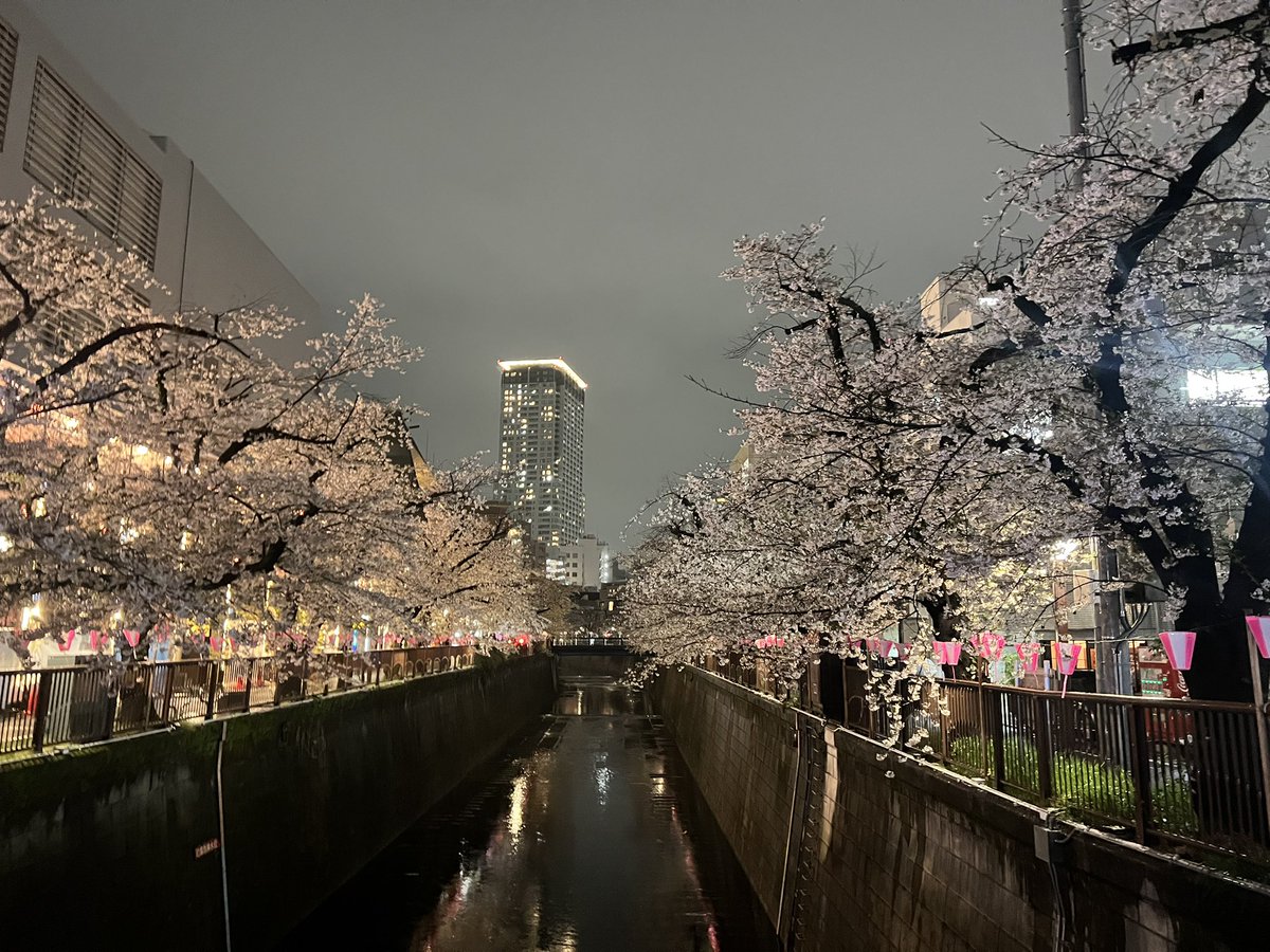 Momoko Iijima tweet media