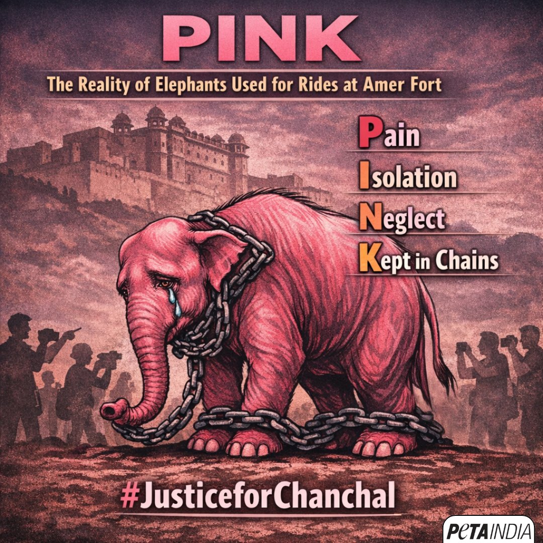 Dear Rajasthan Forest Minister Shri <a href="/Sanjay4India1/">Sanjay Sharma</a>, Chanchal, the elephant who was painted bright pink for a photoshoot and who had been enslaved for rides was mysteriously reported dead. PETA India urges an inquiry. Chanchal deserved better!
💔

You can help elephants like