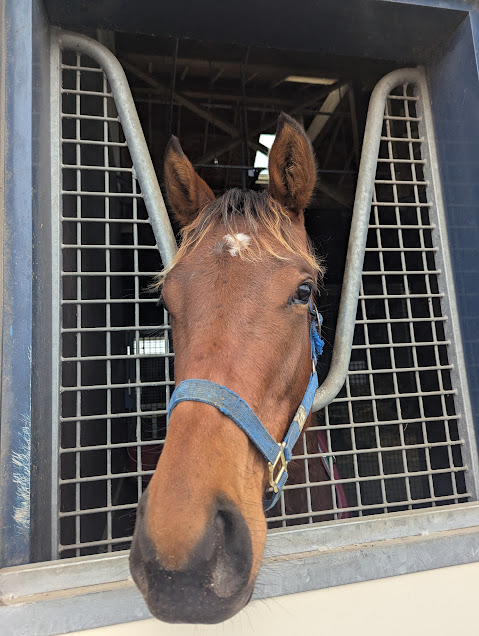 春なので毛先を遊ばせてみました🐴