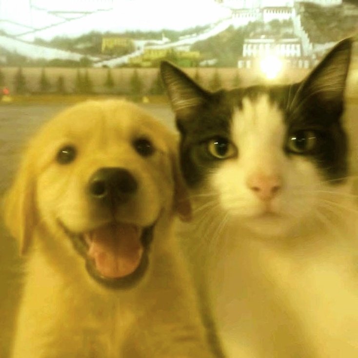 jaeyoung as cats tweet media