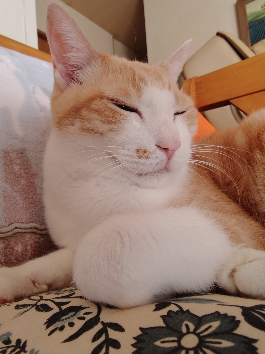 白ご飯をパクっとのりたま😎🫰✨ tweet media