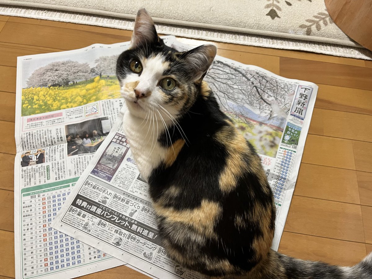 三毛猫🐾月菜子さん tweet media