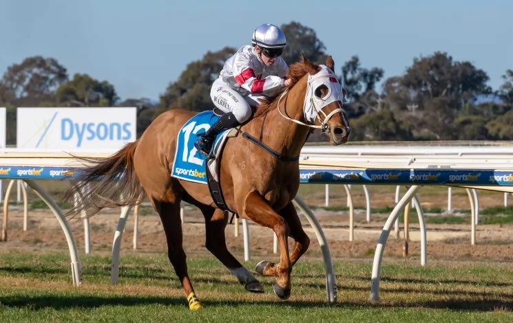 Lunar & Sunny 🐴 tweet media