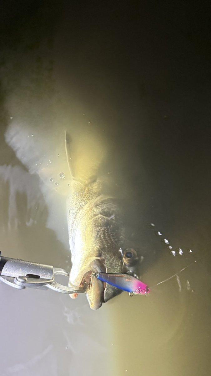 o_seabass tweet media