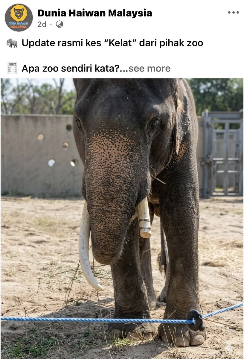 calling it a “sanctuary” / “zoo” when it’s just four walls of cements…

mf, you wouldn’t even live in that condition, so why are you okay with animals living there?  look at what happened to one of malaysia’s elephants, not even a month in: