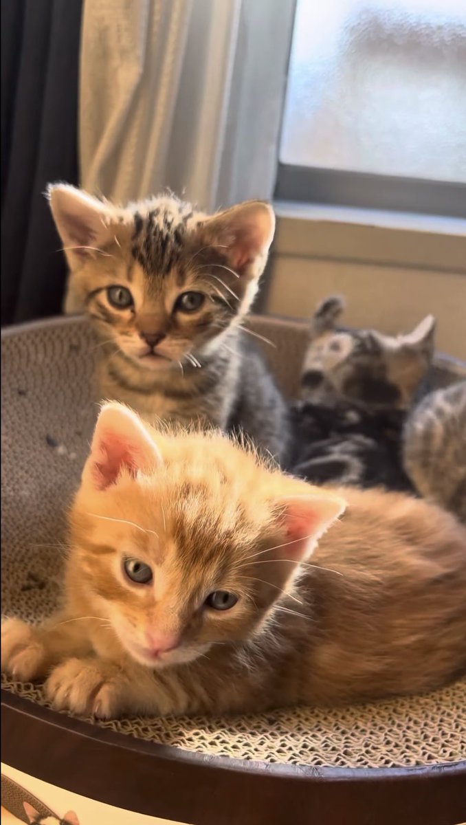 🤎ちゃおとたら吉♡姫子🧑‍🦰😼😽🤎 tweet media