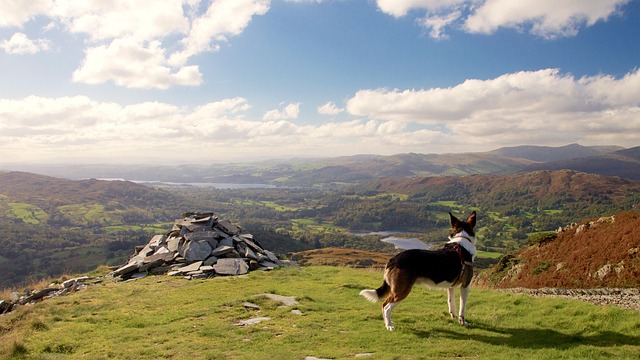 Christina Lewis tweet media